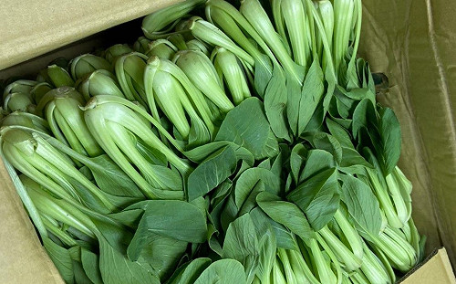 北市公布10月蔬果產品抽驗結果 12件農藥殘留超標