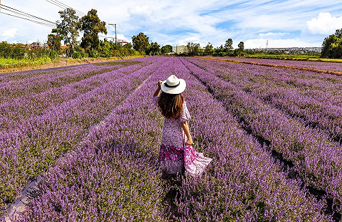 （影）5公頃唯美紫色花毯！11/23起桃園浪漫仙草花連展16天
