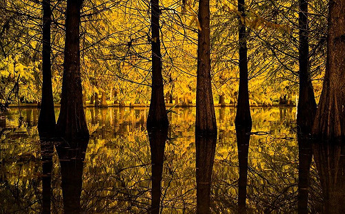 水與森林深秋共舞！北部5大水陸落羽松森林這樣拍最美