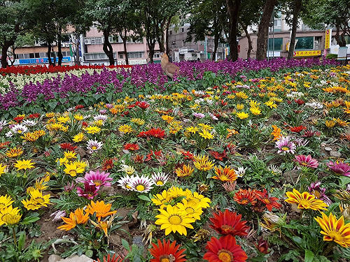 市區就能賞花海！新北市公園換新衣 五彩花卉驚艷變身