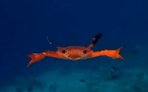 (影)螃蟹原來是這樣游泳的？ 70萬人看呆：太神奇