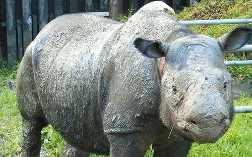 馬來西亞最後一頭蘇門答臘犀牛病逝 全球剩80頭