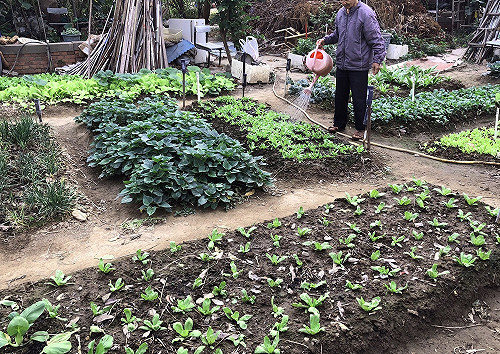 誤採施農藥青菜3人中毒  醫提醒施藥後應做記號標示