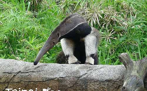 每天要吞3萬隻螞蟻！最低體溫哺乳類「大食蟻獸」愛吃又嗜睡