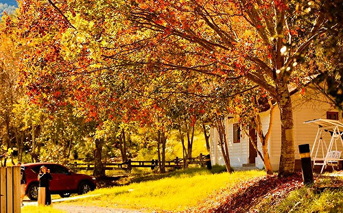 12月紅葉哪裡賞？台灣7大賞楓勝地最新楓況總整理