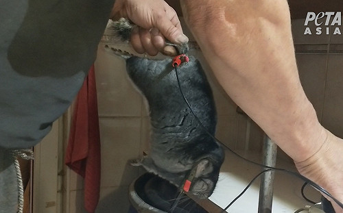 （影）驚！直擊俄羅斯皮草養殖場慘狀