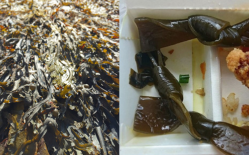 為何海帶要打成蝴蝶結？專家曝「關鍵作用」：超方便