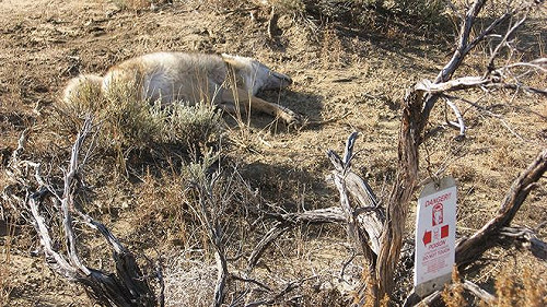 設氰化物炸彈保護家畜 美使用規定變嚴格