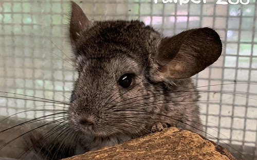 超萌「龍貓」家族報喜！動物園添7絨鼠寶寶