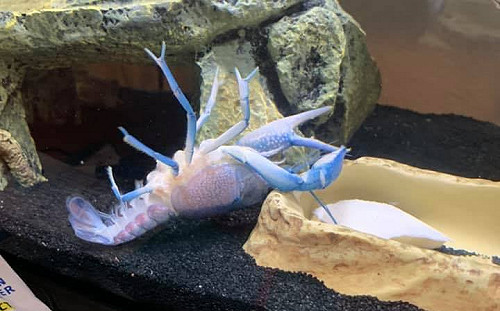 (影)藍螯蝦「自夾」影片一夕爆紅 「玉珍蝦」有粉專了…