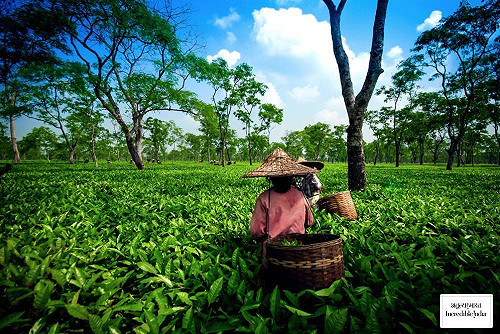 東北印度發生死傷示威抗議 航空鐵路暫時停駛