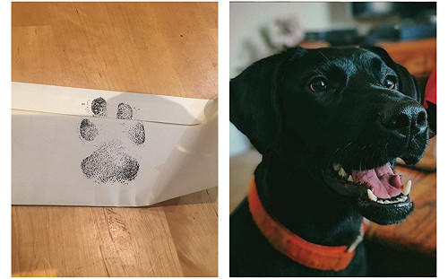 寫信問鄰居「可以跟你的狗玩嗎？」　結果狗狗本汪回信了