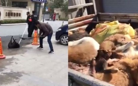 沒有人權更無狗權! 北京「限狗令」寵物醫院爆「安樂死潮」