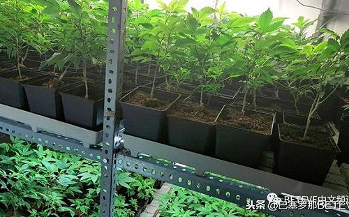 西班牙破獲多間大麻工廠 中國幫派奴役移民賣命