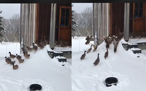 倉門開群鴨嗨翻放風　不到5秒「感覺不對」：冷爆快撤！