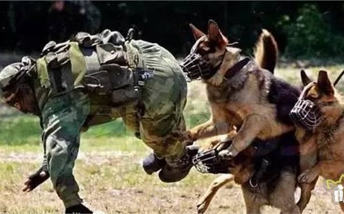 嗅彈犬因疏於照顧頻傳死亡 美暫停派往約旦埃及