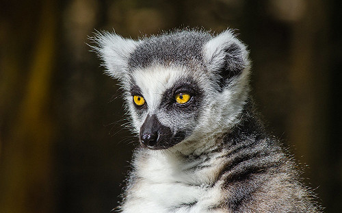 馬達加斯加狐猴瀕臨滅絕 氣候變遷恐敲下喪鐘