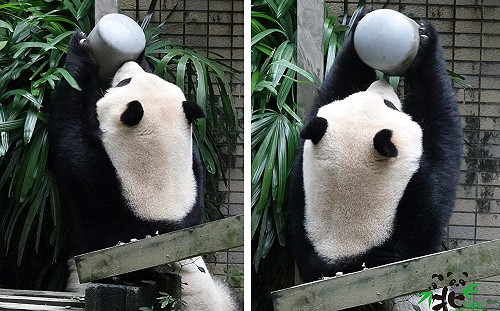 大貓熊「圓仔」也有耶誕禮物！保育員DIY玩具豐富動物行為