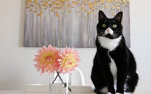 (影)賓士貓自備白桃鼻加山竹手　長相超喜感網笑：根本是天菜！