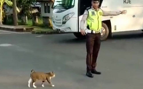 (影)浪貓想要過馬路　暖心員警「護駕開路」：請跟我走！
