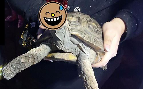 全家去過節剩牠獨留家中 憤怒龜龜推倒加熱燈引大火!