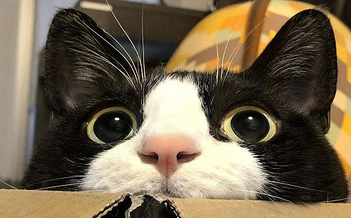 日本呆萌黑白貓體型超巨大 網友驚:比橘貓還猛!