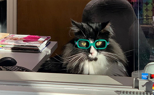 超專業喵醫師教導眼科小知識　萌萌模樣讓孩子克服看病恐懼！