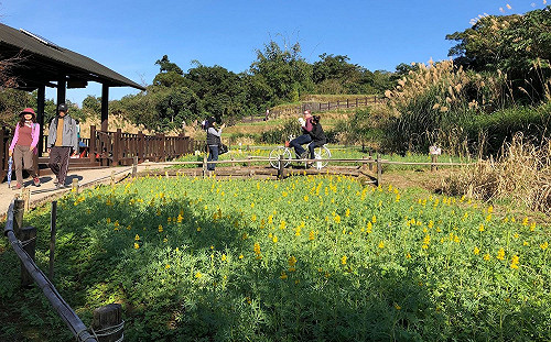 輕鬆走步道賞黃金花海！貓空魯冰花1月中達盛開期