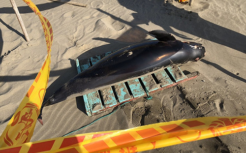 全世界僅剩1千隻！瀕危「江豚」苗栗海灘擱淺亡