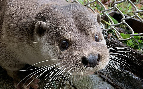 高人氣歐亞水獺「大金」回來了!春節期間動物園見客