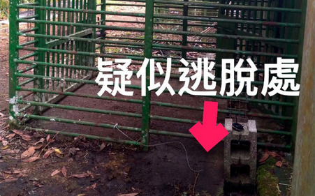 小心熊出沒！利稻小熊健檢脫逃 台東林管處誘捕