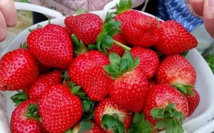 採草莓》 散步輕旅行！台北內湖拍網美照賞夜櫻