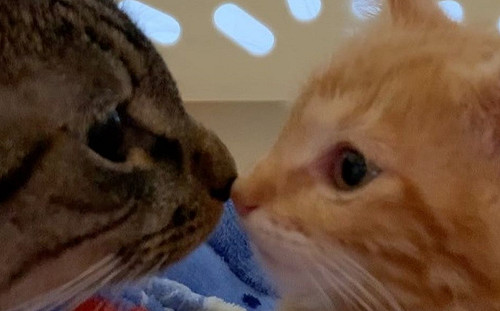 (影)害羞小浪貓怕怕躲牆角　暖心大貓咪主動上前親親：哥罩你啦！