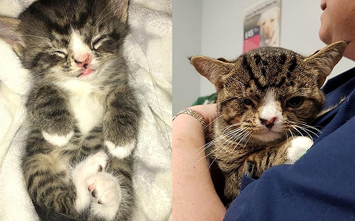 (影)收容所貓咪見每個人都躲遠遠　唯獨他一出現就主動撲上！