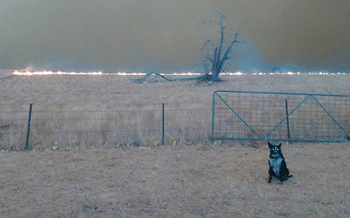(影)澳洲野火逼近農場　機靈牧羊犬引領大批羊群順利逃生！