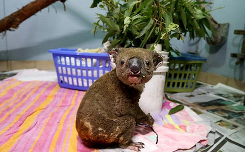 (影)澳洲無尾熊康復後無家可歸　動物專家指：未來恐「滅絕」