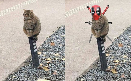 虎斑貓坐在路燈上竟引發鄉民PS魂　將牠變身漫畫英雄啦！