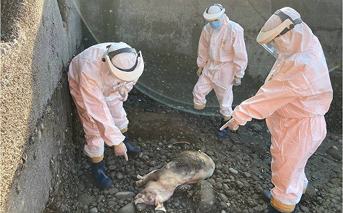 苑裡下水道驚見豬屍！動防所：排除感染非洲豬瘟