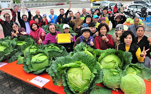 澎湖高麗菜王出爐　葉春伸奪雙料冠軍