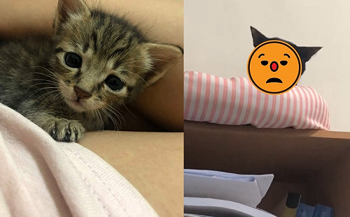 (影)女子中途可憐小虎斑　抬頭竟見愛貓冷坐櫃子瞪視：哪來的毛球？