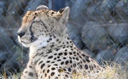 (影)獵豹偷偷打盹不小心流口水　下秒驚醒一臉呆萌：誰在偷拍！