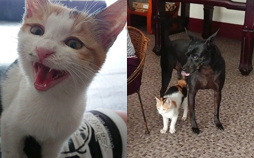 小浪貓初次見面就囂張走進家門　一見狗姊接竟黏上安心踏踏！