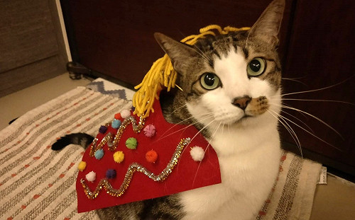 簡易DIY舞獅裝　讓貓咪扮演可愛吉祥物一起歡慶新年！