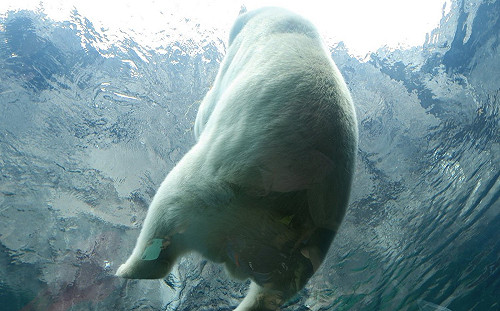 日本動物園北極熊屁屁坐玻璃 超萌角度網瘋：太療癒了！