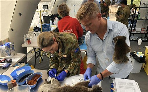 澳洲森林大火噬無尾熊  澳洲政府：若無法控制恐瀕臨絕種