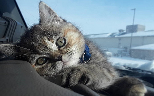 (影)喵星人愛搭車　陪伴把拔全美走透透成為最棒送貨副駕駛！