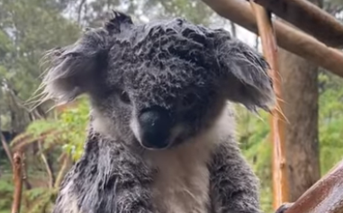 (影) 逃過大火又來大雨！ 澳洲無尾熊落難成「落湯熊」