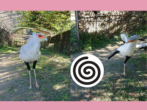 (影)鳥界志玲蛇鷲看見枕頭　展翅開踹網笑翻：搗年糕就靠牠了！