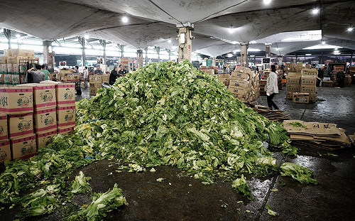 現場直擊》天熱刈菜變黃乏人問津  堆積如山被當垃圾處理