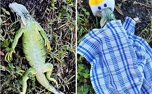 美國佛州氣象預報：天降綠鬣蜥　鄉民熱心幫牠「蓋被被」